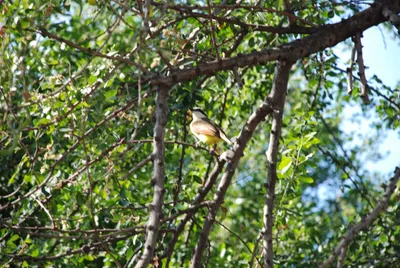 DSC_40127 (Large).JPG